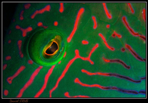 the eye of a grouper :-D by Daniel Strub 